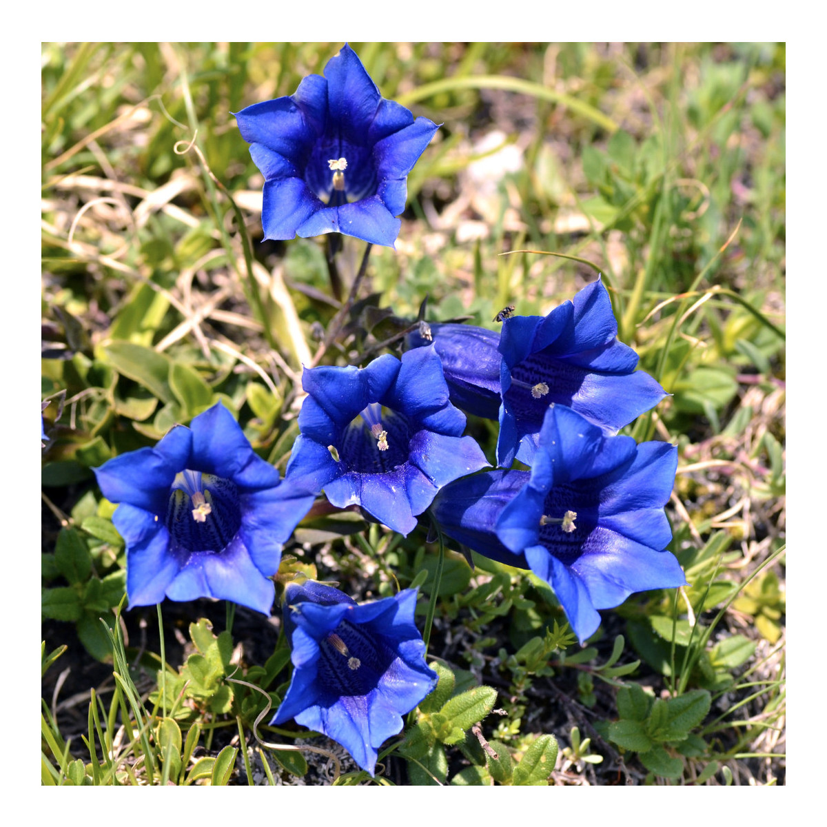 Horec bezbyľový - Gentiana acaulis - semiačka - 8 ks