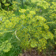 Aníz - Pimpinella anisum - semiačka - 350 ks