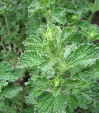 Jablčník obyčajný - Marrubium vulgare - semiačka - 12 ks