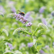 Mäta dlholistá - Mentha longifolia - semiačka - 100 ks