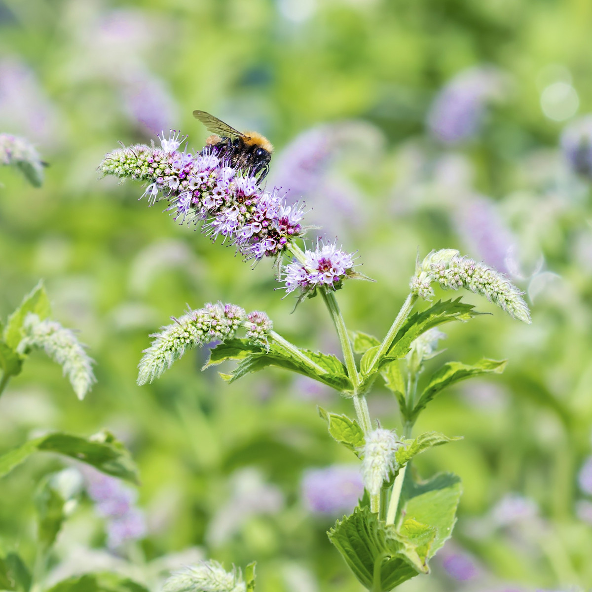 Mäta dlholistá - Mentha longifolia - semiačka - 20 ks