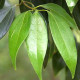 Gáfrovník lekársky - Škoricovník Gáfrovník - Cinnamomum camphora - semiačka - 6 ks