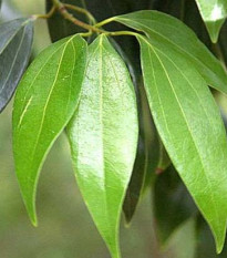 Gáfrovník lekársky - Škoricovník Gáfrovník - Cinnamomum camphora - semiačka - 6 ks