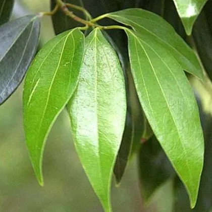 Gáfrovník lekársky - Škoricovník Gáfrovník - Cinnamomum camphora - semiačka - 6 ks