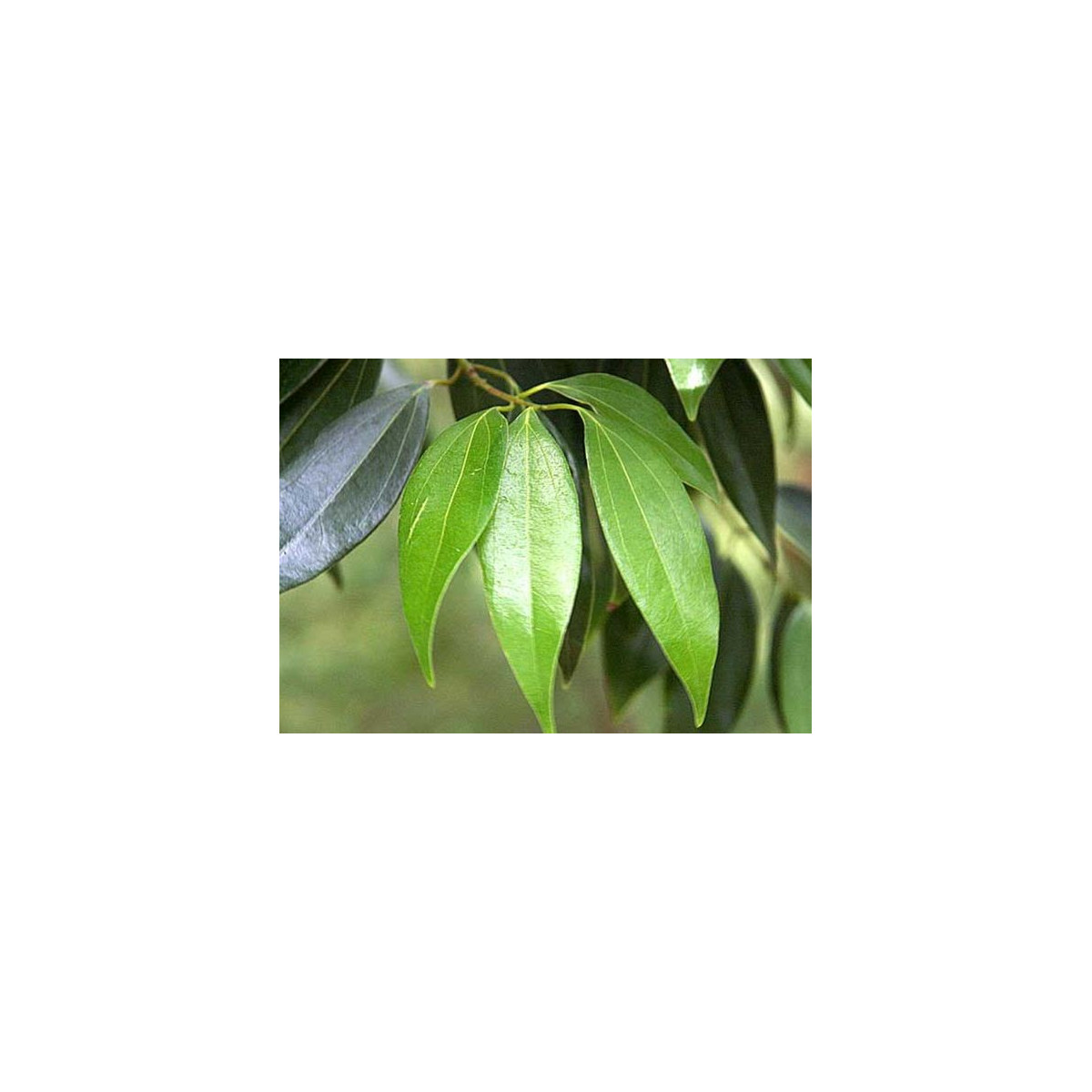 Gáfrovník lekársky - Škoricovník Gáfrovník - Cinnamomum camphora - semiačka - 6 ks