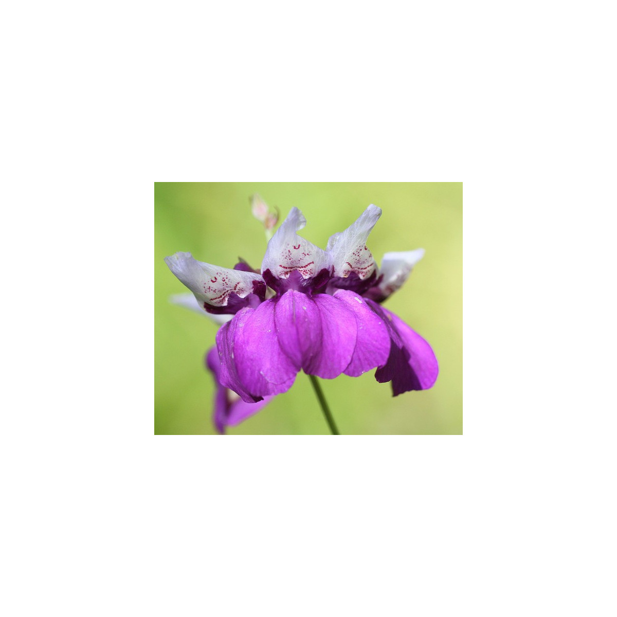 Kolinsia - Collinsia heterophylla - semiačka - 300 ks