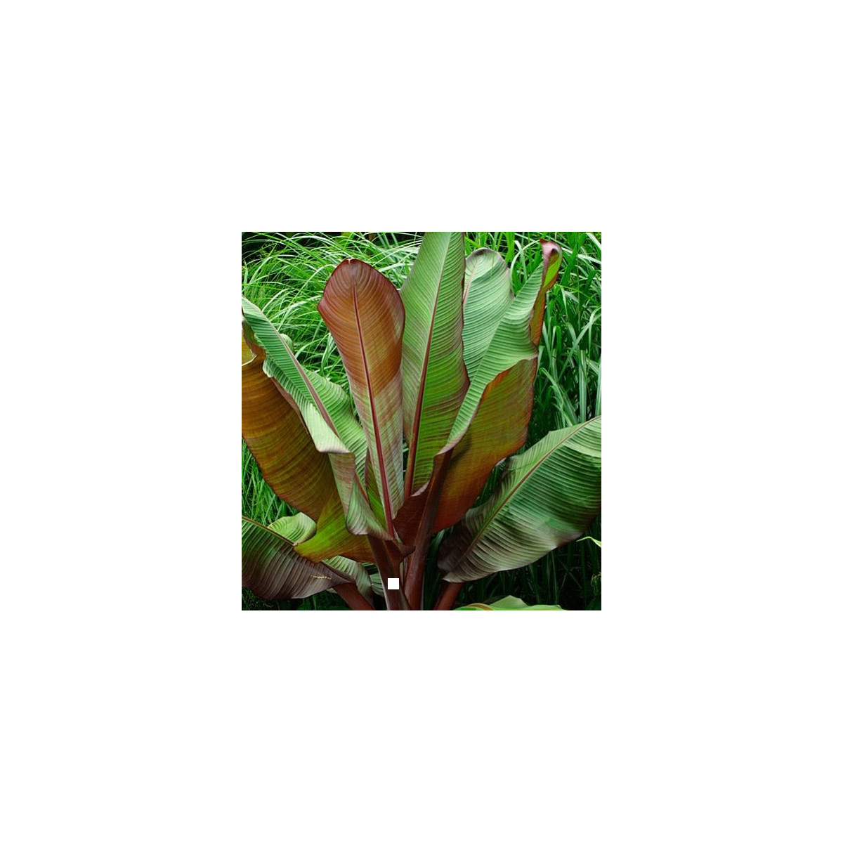Banánovník habešský - Ensete vetricosum - semiačka - 3 ks