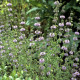 Mäta kobercová - Mentha pulegium - semiačka - 25 ks