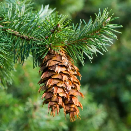 Duglaska tisolistá - Pseudotsuga menziesii - semená borovice - 8 ks