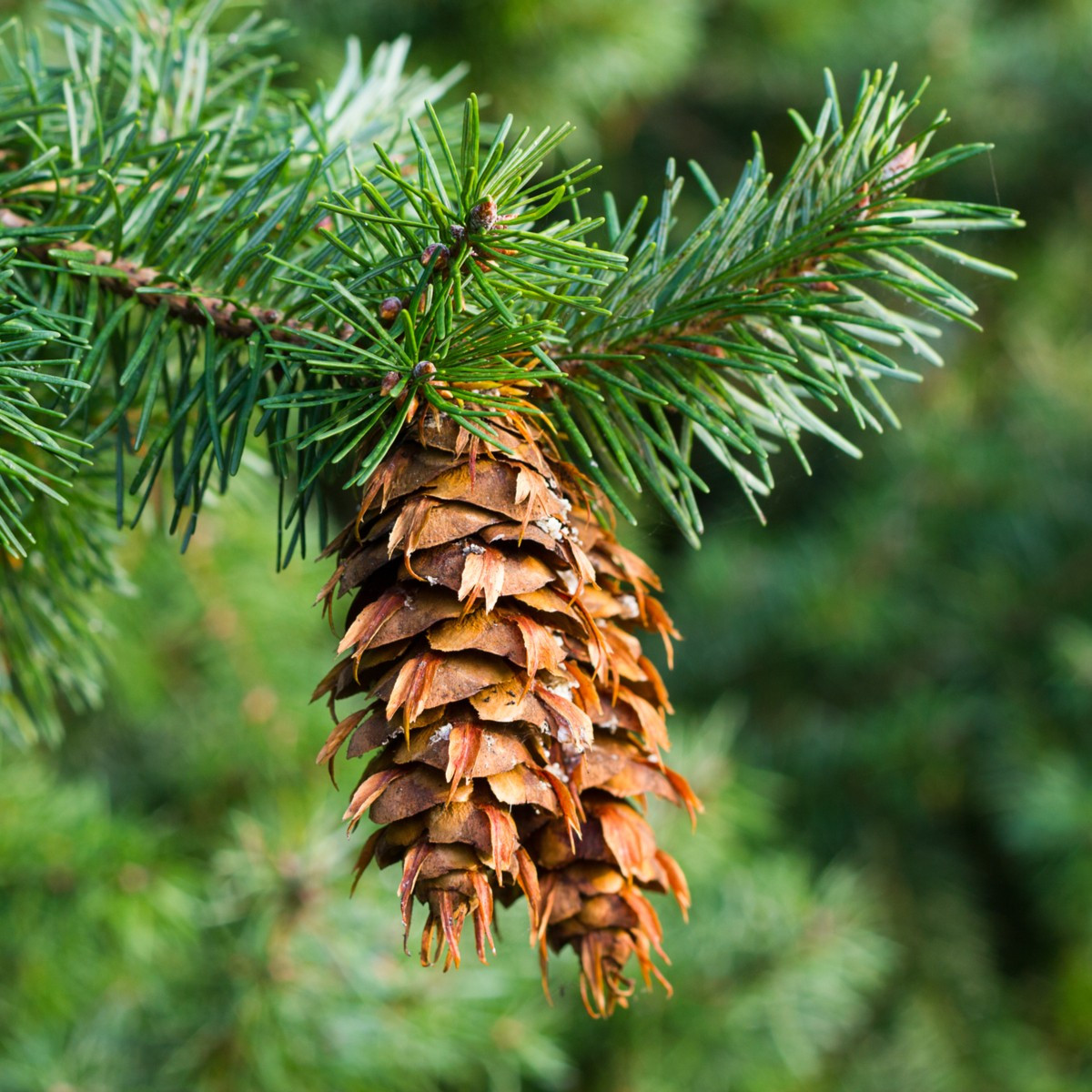 Duglaska tisolistá - Pseudotsuga menziesii - semená borovice - 8 ks