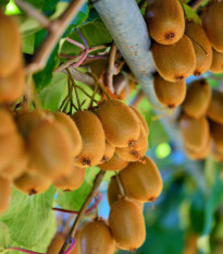 Kiwi čínske - Aktinidia - Actinidia chinensis - semiačka - 5 ks