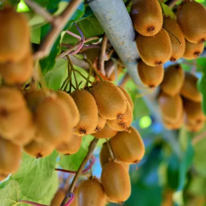 Kiwi čínske - Aktinidia - Actinidia chinensis - semiačka - 5 ks