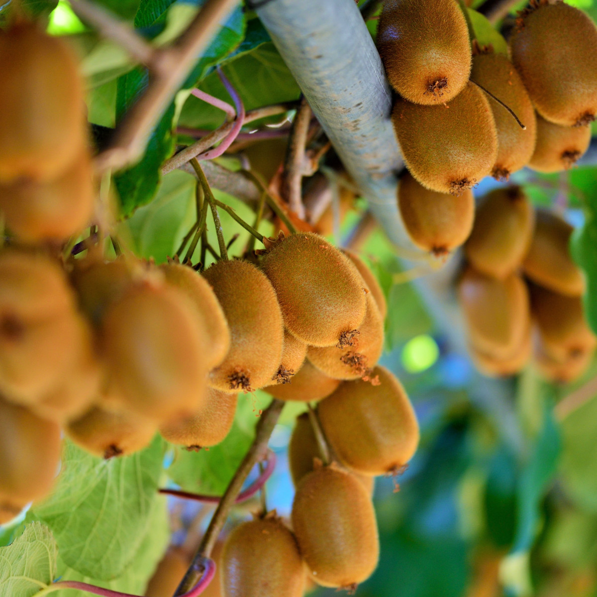 Kiwi čínske - Aktinidia - Actinidia chinensis - semiačka - 5 ks