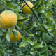 Citrónovníkovec trojlistý - Citrus trifoliata - semiačka - 4 ks
