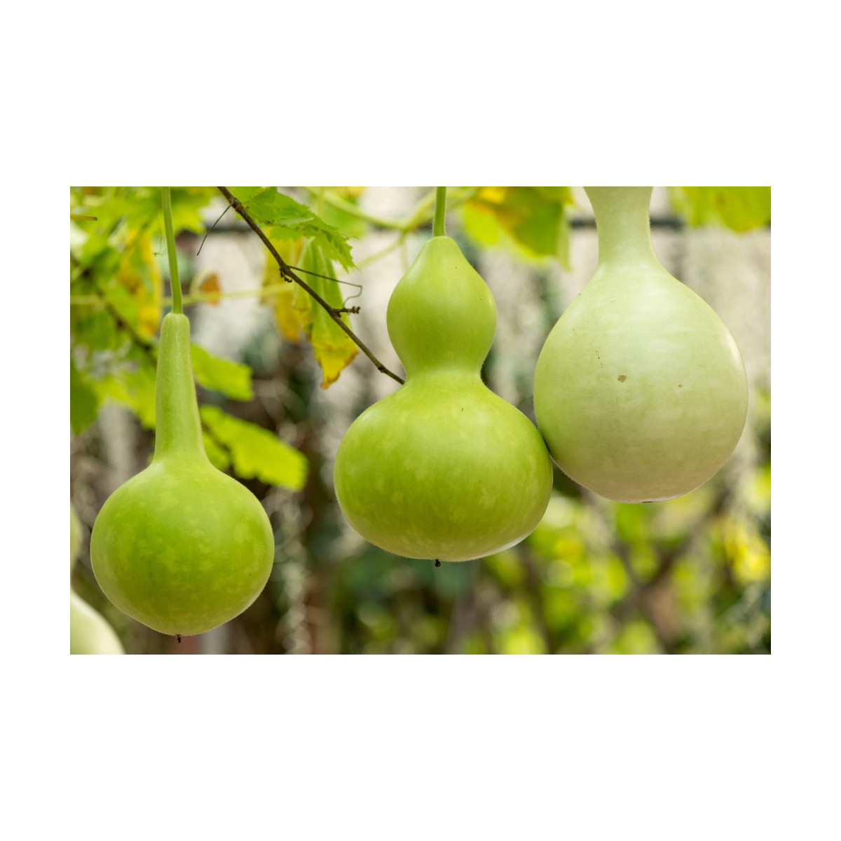 Indická uhorka Lagenária - Lagenaria siceraria - semiačka - 8 ks