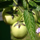 Pepíno - Solanum muricatum - predaj semien - 5 ks