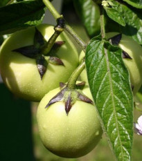 Pepíno - Solanum muricatum - predaj semien - 5 ks