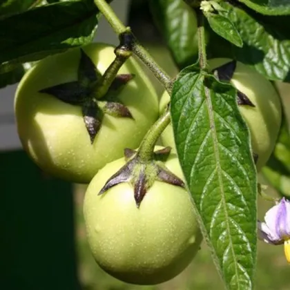 Pepíno - Solanum muricatum - predaj semien - 5 ks