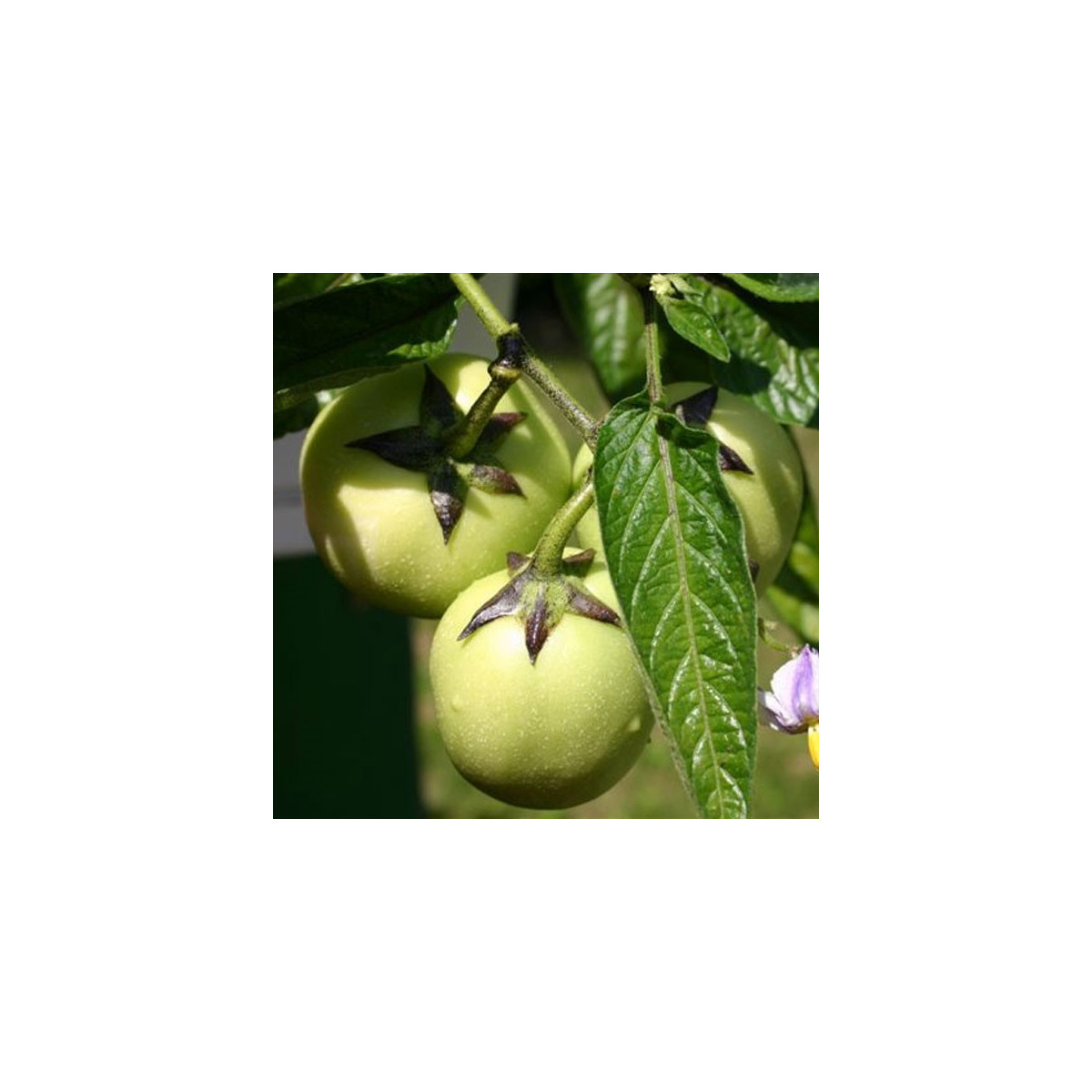 Pepíno - Solanum muricatum - predaj semien - 5 ks
