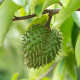 Graviola - Fľaškovník - Annona muricata - semiačka - 4 ks