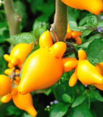 Solanum mammosum - Solanum mammosum - semiačka - 15 ks