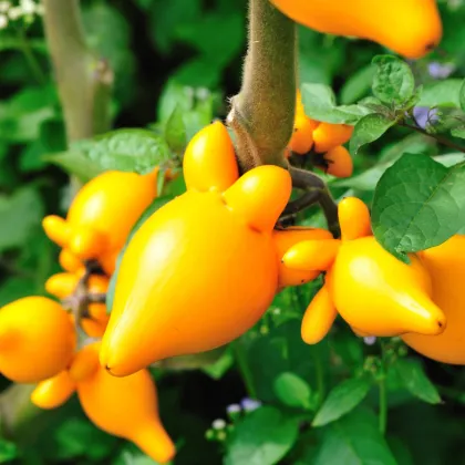 Solanum mammosum - Solanum mammosum - semiačka - 15 ks