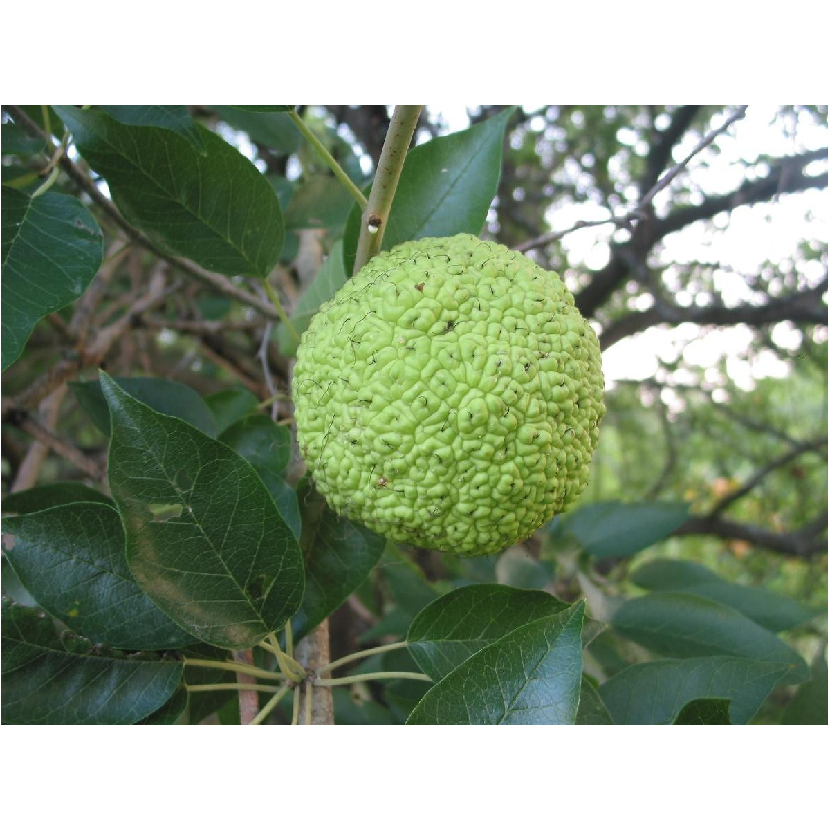 Maklura oranžová - Maclura pomifera - semiačka - 5 ks
