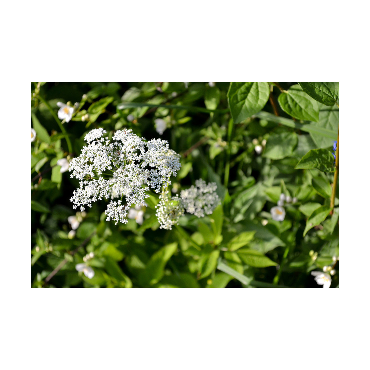 Bedrovník obyčajný - Pimpinella Saxifraga - semiačka - 50 ks