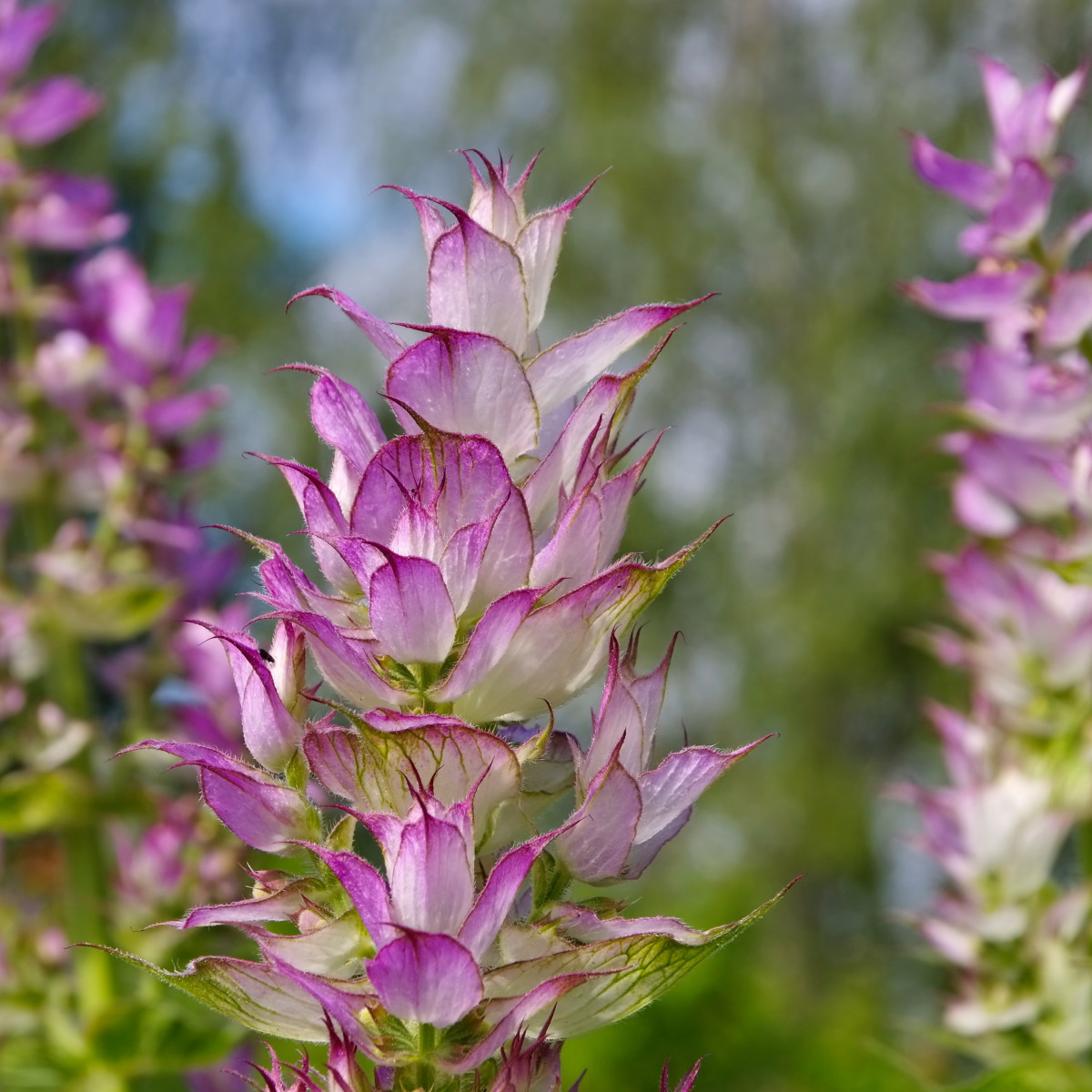 Šalvia muškátová - Salvia sclarea - predaj semien - 50 ks