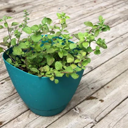 Grécke oregano - Origanum vulgare - semiačka - 250 ks