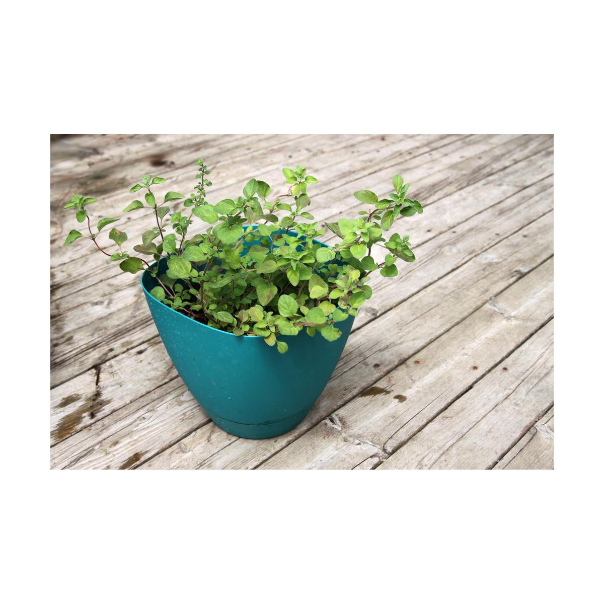 Grécke oregano - Origanum vulgare - semiačka - 250 ks
