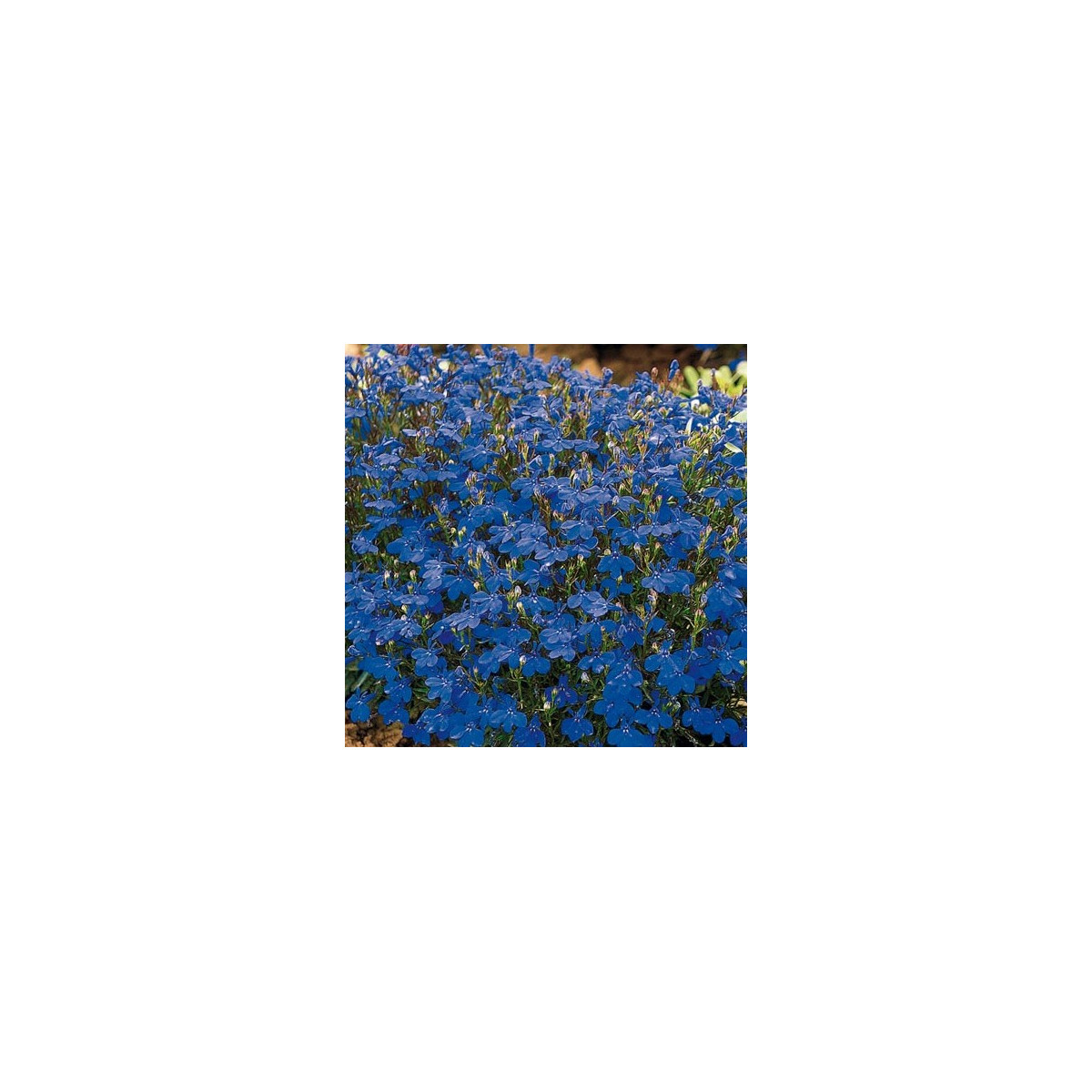 Lobelka drobná Crystal Palace - Lobelia erinus - predaj semien - 1000 ks