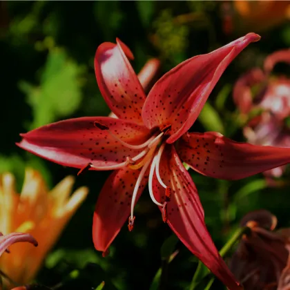 Ľalia Martagon Maroon King - Lilium martagon - predaj cibuľovín - 1 ks