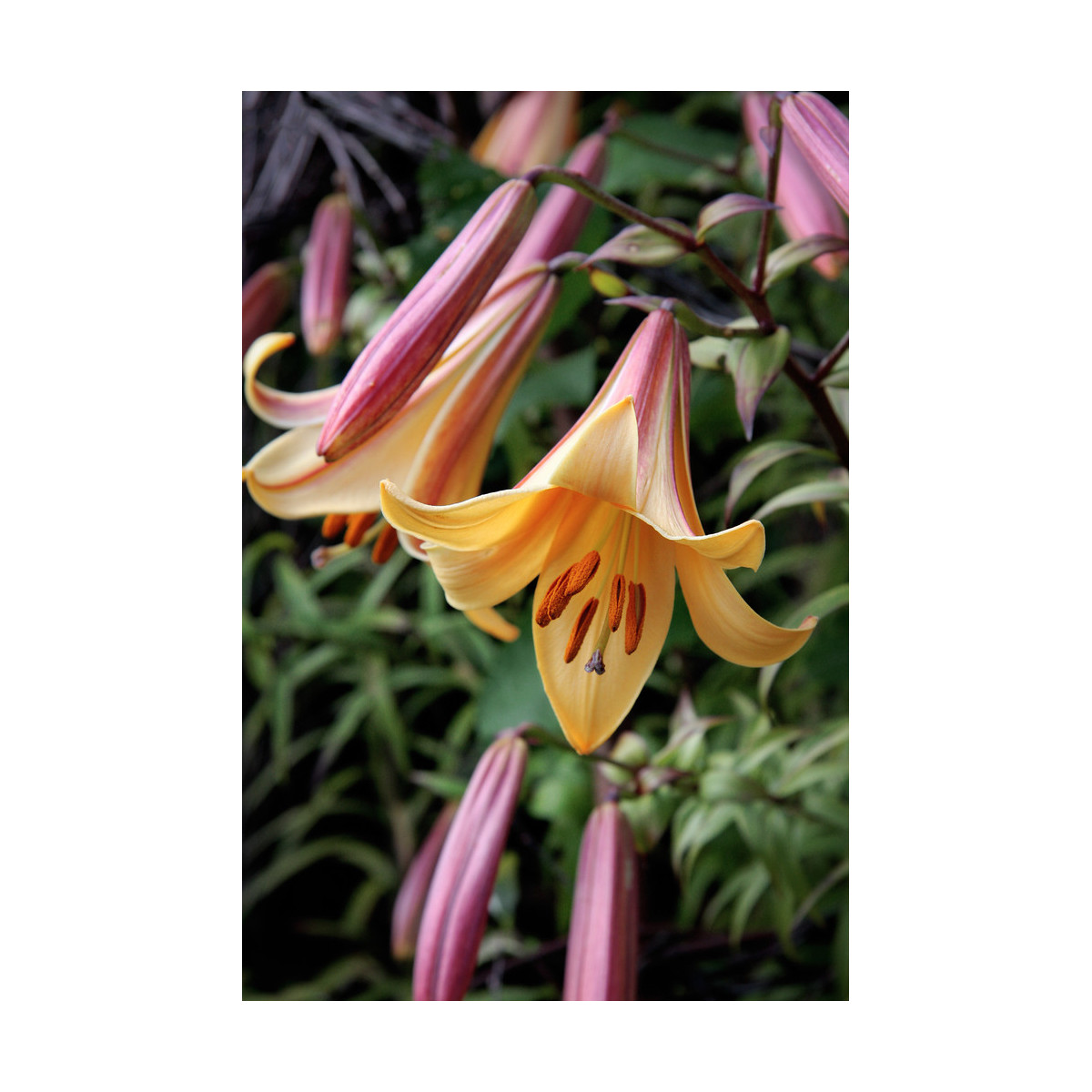 Ľalia African Queen - Lilium - predaj cibuľovín - 1 ks