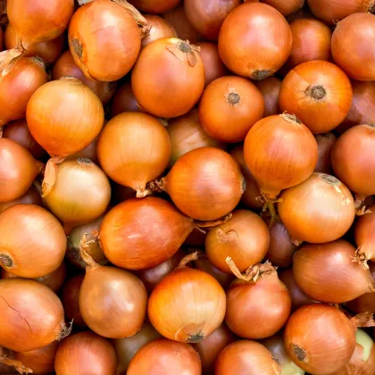 BIO Cibuľa Sturon - Allium cepa - predaj bio semien - 500 ks