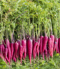 Mrkva Purple Dragon - Daucus carota - semiačka - 80 ks