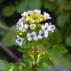 Potočnica lekárska - Nasturtium officinale - semiačka - 0,5 g