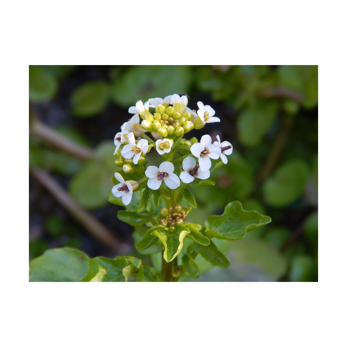 Potočnica lekárska - Nasturtium officinale - semiačka - 0,5 g