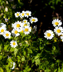 Rimbaba obyčajná - Tanacetum parthenium - semiačka - 15 ks