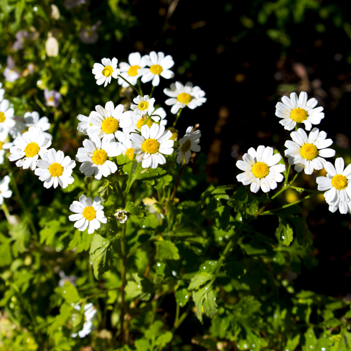 Rimbaba obyčajná - Tanacetum parthenium - semiačka - 15 ks