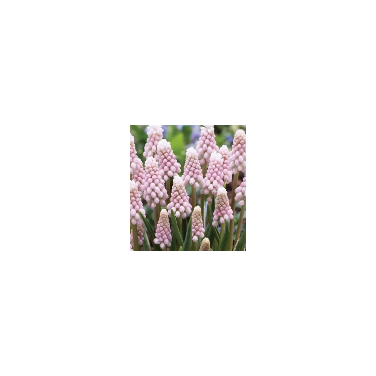 Modrica ružová - Muscari Pink Sunrise - predaj cibuľovín - 2 ks