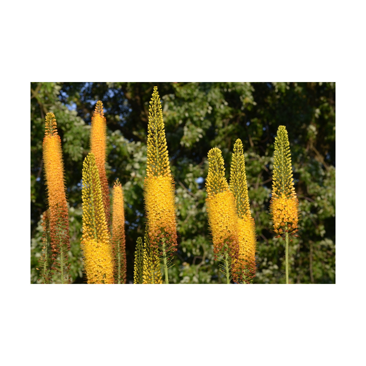 Fakľa úzkolistá Kleopatra - Eremurus - predaj cibuľovín - 1 ks