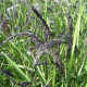 Ryža siata - Oryza sativa - semiačka - 12 ks