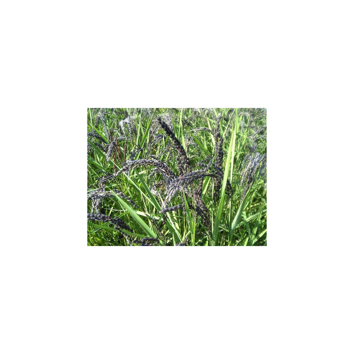 Ryža siata - Oryza sativa - semiačka - 12 ks