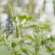 Chia - Salvia hispanica - semiačka - 10 ks
