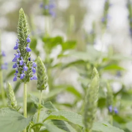 Chia - Salvia hispanica - semiačka - 10 ks