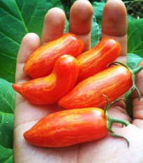 Paradajka Sweet Casady - Solanum lycopersicum - Predaj semien rajčiaka - 7 ks