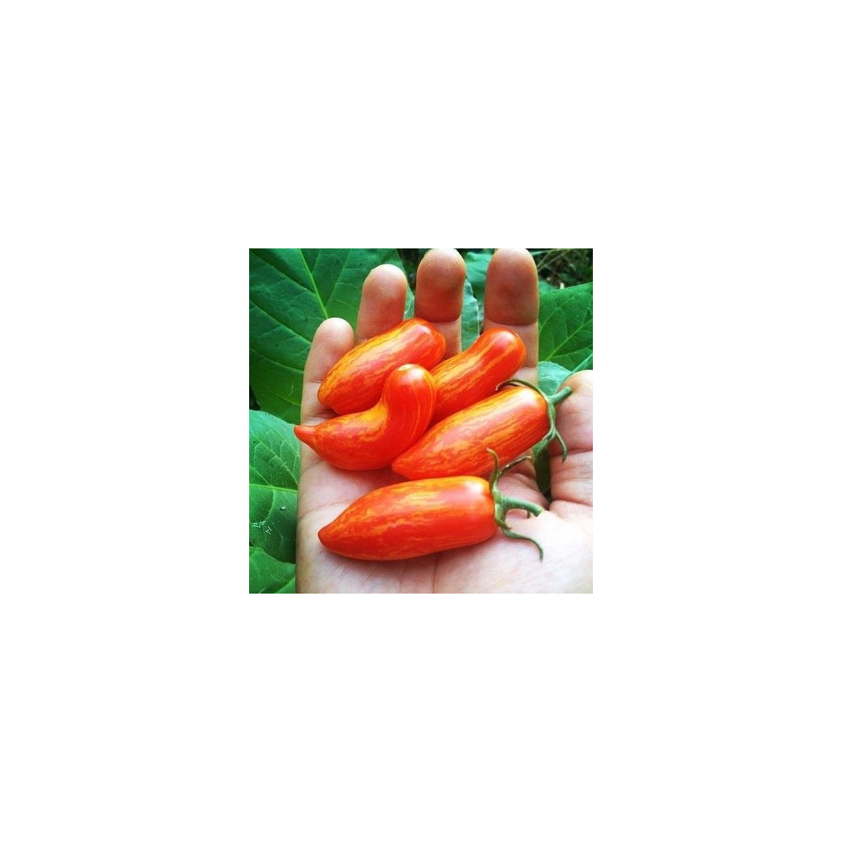 Paradajka Sweet Casady - Solanum lycopersicum - Predaj semien rajčiaka - 7 ks