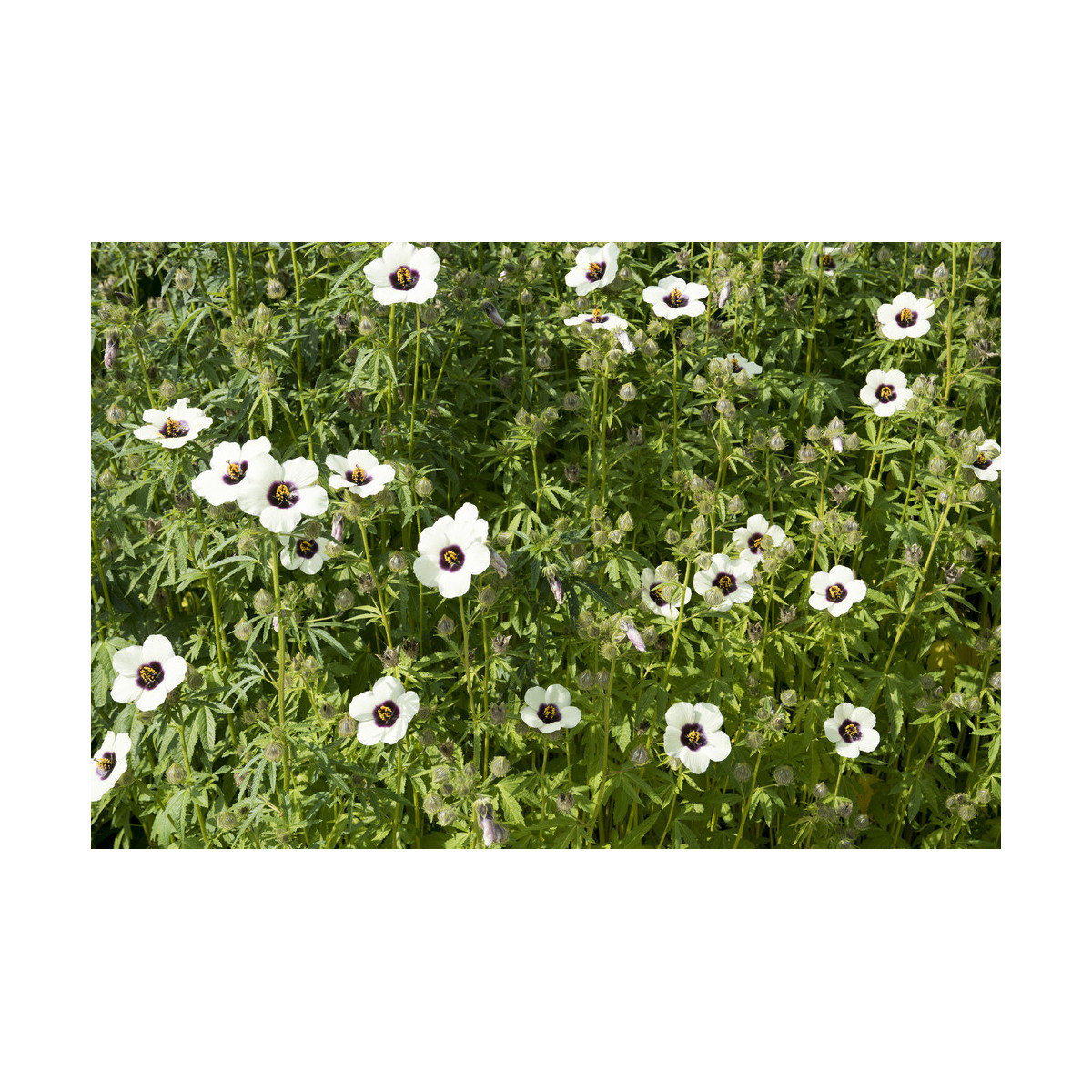 Ibištek konopný - Hibiscus cannabinus - predaj semien ibišteka - 6 ks