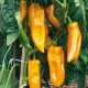 Bio Paprika Palladio F1 - Capsicum annuum - predaj bio semien - 5 ks
